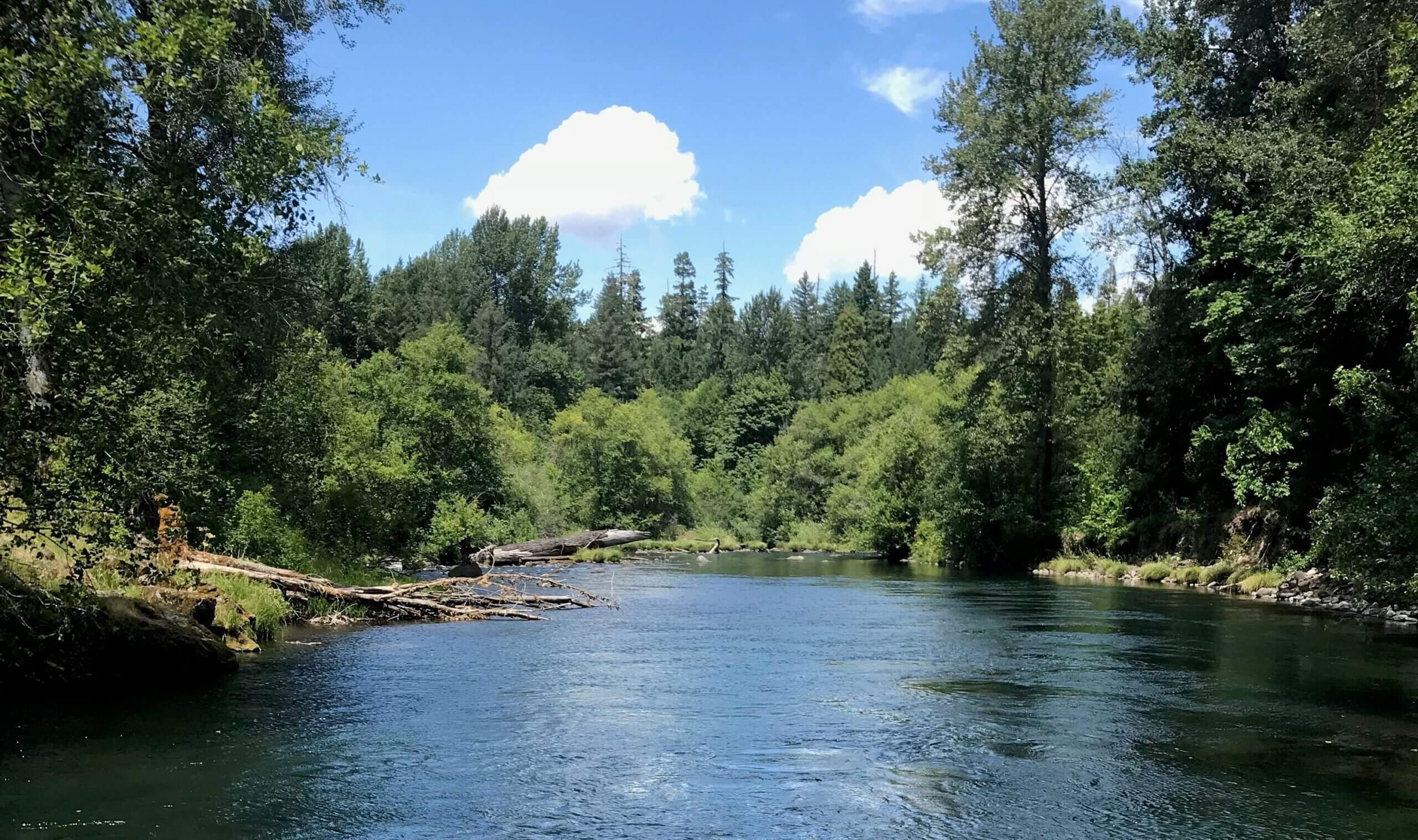 McKenzie-River-South-Fork-Trail